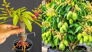 π΄ LIVE π± How to Root Mango Cuttings Faster | Amazing Mango Growing Technique! #livestream #live