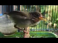 Download Lagu Suara Anak Prenjak Lumut Memanggil Burung Hutan. Melengking !