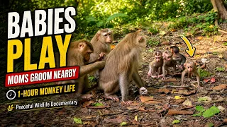 1-HOUR MONKEY LIFE | Baby Monkeys Play While Moms Groom Nearby | Peaceful Wildlife Documentary