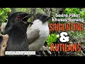 Lagu Suara Pikat.!! Burung Srigunting Dan Kutilang. Dijamin Datang