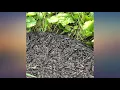Rocky Mountain Tree Mulch Ring Weed Preventer - Recycled Heavy Duty Rubber