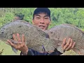 Lagu Rô phi tự nhiên Gia Lai quá khủng khiếp đầu mùa mưa