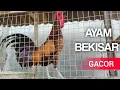Download Lagu Ayam Bekisar Gacor