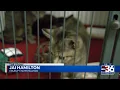 City seeing increase in animal neglect cruelty cases