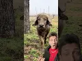 They don t call them water buffalo for nothing