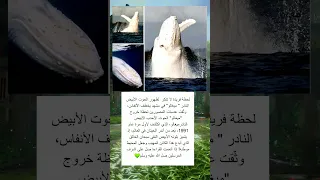 لحظة فريدة لا تتكرر لظهور الحوت الأبيض النادر ميغالو في مشهد يخىىطف الأنفاس وث قت عدسات المصور 