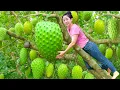 Download Lagu Harvesting Sweet Giant Soursop Mangcauxiem Fruit Go To Market Sell,Traditional Soursop Tea Recipe