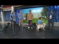 Adopt-A-Pet Midwest Lab Rescue