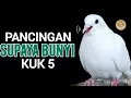Pancingan Mewah Tekukur Putih Gacor Kuk 5 Istimewa Untuk Pikat ‼️ #tekukur #derkuku 