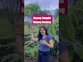 Lagu Joget | Salahmu Sendiri ( Cut Rani /cipt Faisal Asahan/By Cantika Davinca )tiktok:elsasilviaaprillia