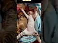 Download Lagu Dit is de stijl van een kat 🤣 #trending #kat #youtubeshorts