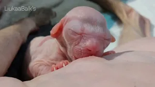 Just Born 💞 Safe in Mom’s Loving Care 