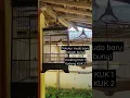 Download Lagu Tekukur muda belajar bunyi