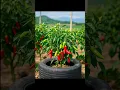Download Lagu Grow Your Own Spicy Garden: Planting Red Chili Varieties at Home #chilli