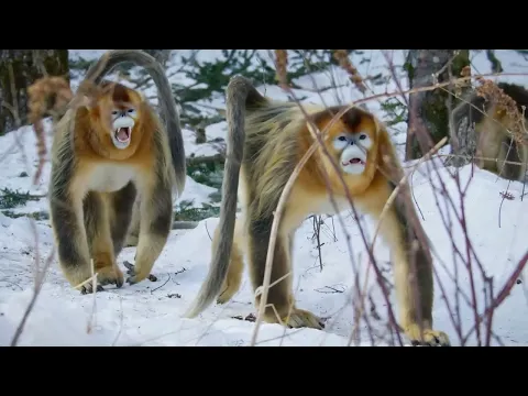 China's Wild Empire