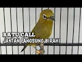 Download Lagu suara pleci betina buat pancingan bikin jantan cepat ngalas