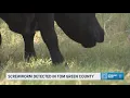Local disaster declared in Tom Green County after screwworm case confirmed near San Angelo