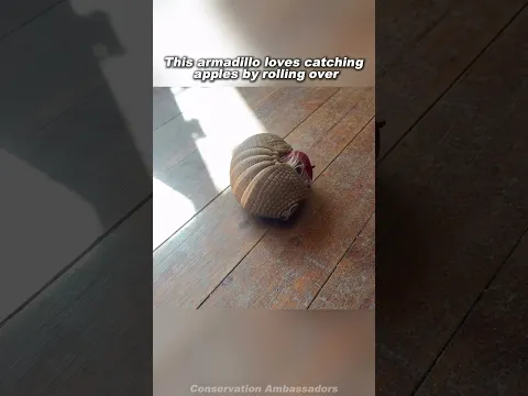 Armadillo Rolling Into the Perfect Apple Catch