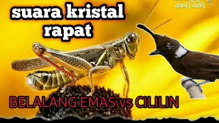 masteran belalang emas sambung cililin dengan jeda