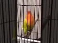 Lagu LOVEBIRD Isian Kapas tembak