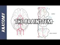 The Brainstem Clinical Anatomy - Rule of 4 s midbrain medulla pons