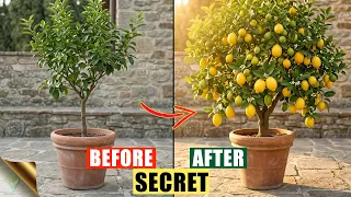 Why Your Potted Lemon Tree is Not Fruiting? (The Mediterranean Secret)