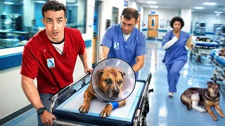 24H AUX URGENCES DES ANIMAUX !!