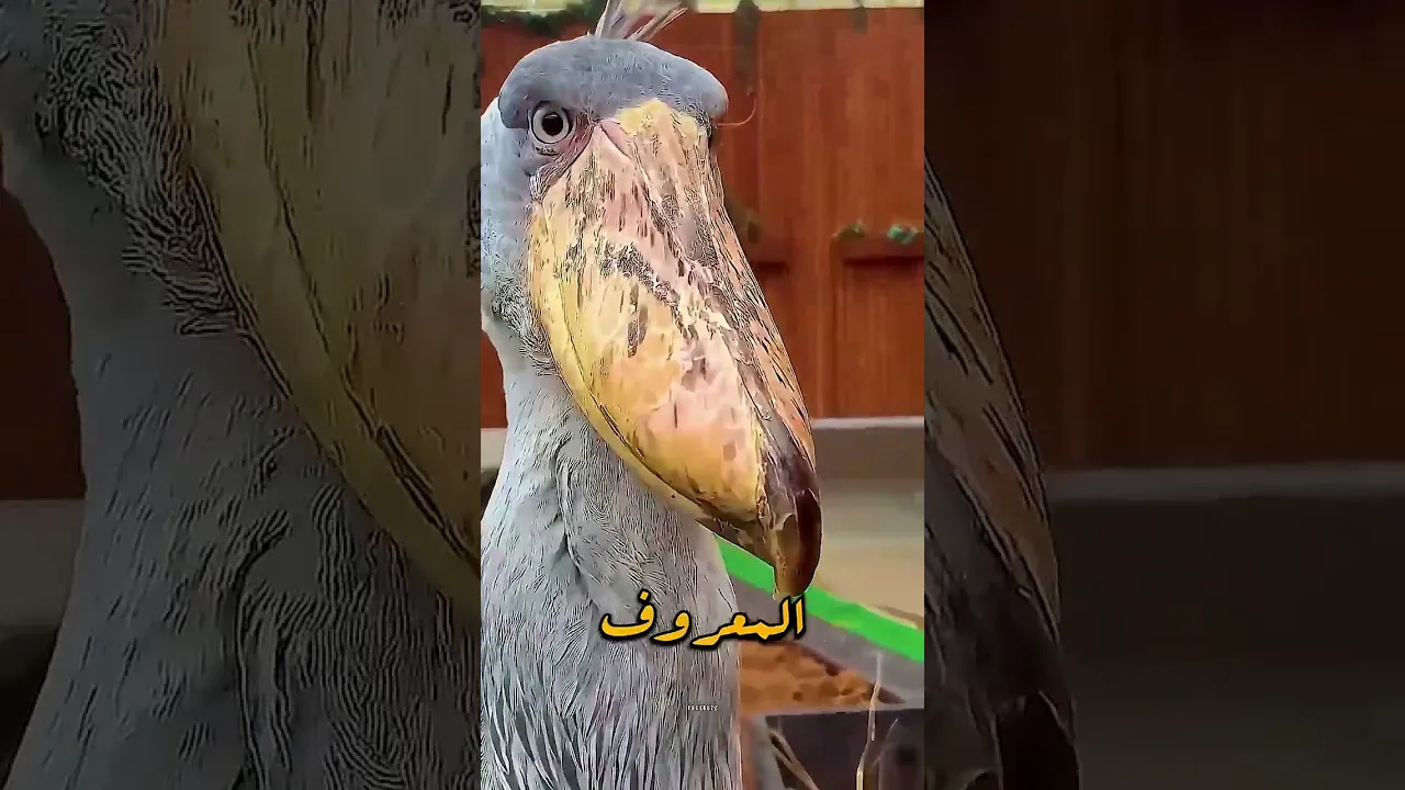بجع الموت المرعب