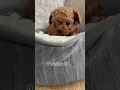 BEFORE AFTER how this Maltipoo puppy has changed