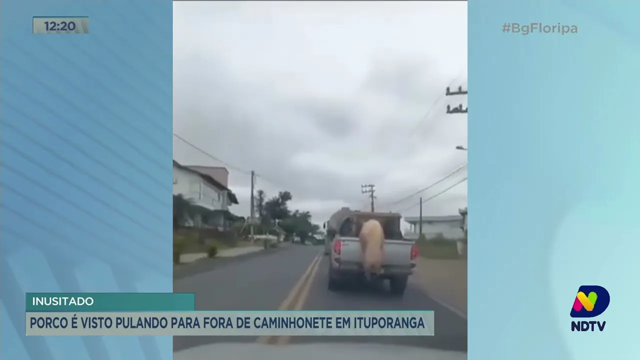 Porco é visto pulando para fora de caminhonete, em Ituporanga
