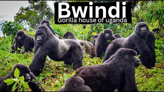 Download Bwindi National Park | Inspiring Beauty of World MP3