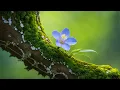 Download Lagu Harmonious Melodies: Soothing Music for Nervous System Health 🌿