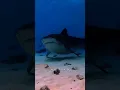CUIDADO, TUBARÃO VAI TE PEGAR 😱 | edit | aesthek_edits~