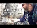 ScienceMan Lesson - Do Beavers Eat Trees