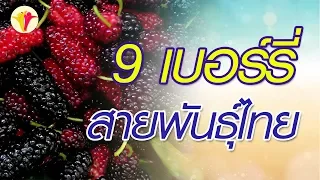 เชอรี่ไทยมีสารอะไรบ้าง ที่ช่วยลดอาการอักเสบและเจ็บปวดกล้ามเนื้อ รวมถึงบรรเทาอาการซึมเศร้า