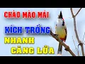 Lagu Chào mào mái kích trống nhanh căng lửa chào mào mái hót, chao mao mai