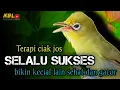 Download Lagu CIAK CIAK JOSS KECIAL KUNING AMPUH||PANCINGAN KECIAL MALAS BUNYI||