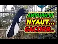 Lagu suara burung kacer ngeplong merdu sangat ampuh buat pancingan kacer bahan bikin cepat gacor