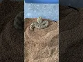 Download Lagu Sahara Sand Viper Burrowing in Sand! (ORIGINAL)