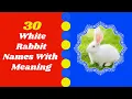 Top 30 Best White Male And Female Rabbit Names With Meaning 2021 Pet Names
