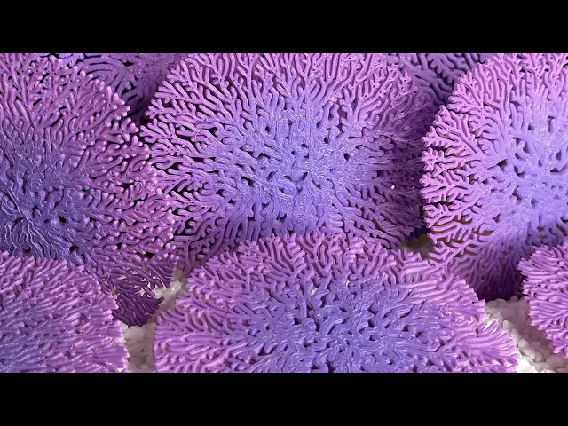 Radial Mycelium - Small video thumbnail