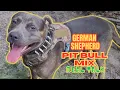 PITBULL MIX REAL TALK German Shepherd Pitbull Mix