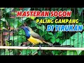 Download Lagu Masteran Sogon isian pelatuk sampit Sogon Gacor isian pelatuk sampit
