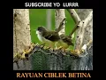 Download Lagu RAYUAN CIBLEK BETINA,#Ciblekgacor,#ciblekmania,#tembakanciblek