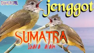 Download CUCAK JENGGOT SUMATRA GACOR||suara jenggot di habitat Alam||masteran cucak jenggot MP3