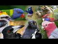 Amazing Australian Bird Songs Calls Compilation