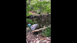 Redfin perch action in the southwest of WA