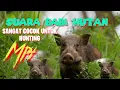 Download Lagu Suara Pemanggil Babi Hutan Ampuh