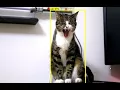 Cat Recognition using TensorFlow and ROS