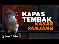 Download Lagu MASTERAN KAPAS TEMBAK BESETAN TEMBAKAN KASAR AUDIO JERNIH COCOK UNTUK ISIAN BURUNG MURAI BATU MUDA MP3